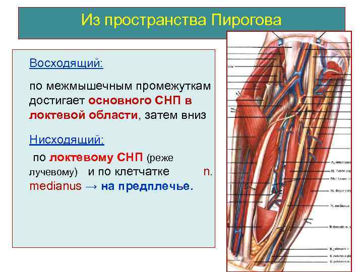 Из пространства Пирогова Восходящий: по межмышечным промежуткам достигает основного СНП в локтевой области, затем