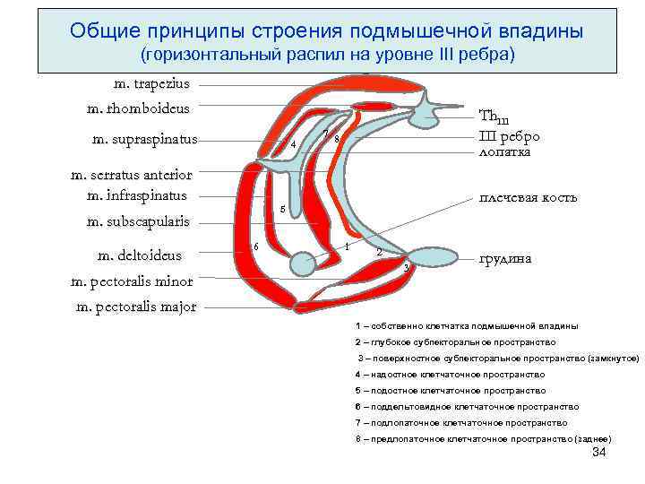 Общие принципы строения подмышечной впадины (горизонтальный распил на уровне III ребра) m. trapezius m.