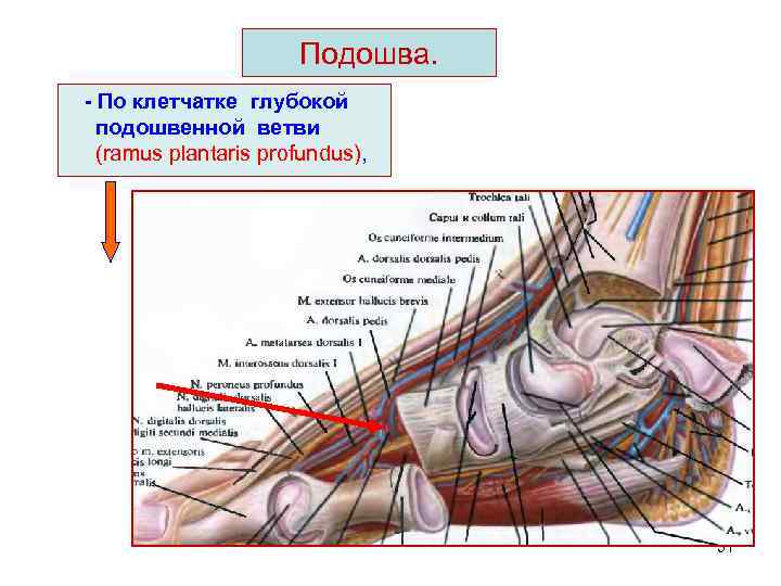 Подошва. - По клетчатке глубокой подошвенной ветви (ramus plantaris profundus), 51 