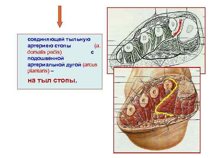 соединяющей тыльную артериею стопы (a. dorsalis pedis) с подошвенной артериальной дугой (arcus plantaris) –