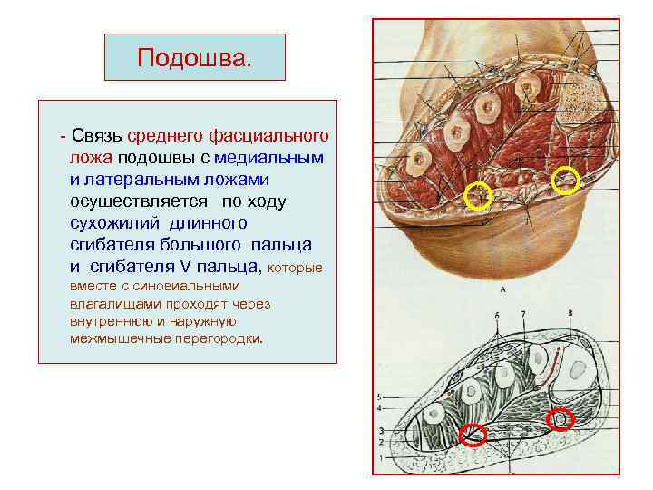 На ладони выделяют фасциальные ложа. Фасциальные ложа и клетчаточные пространства кисти. Фасциальные ложа ладони схема. Фасциальные ложа стопы топографическая анатомия. Костно фасциальные ложа кисти.