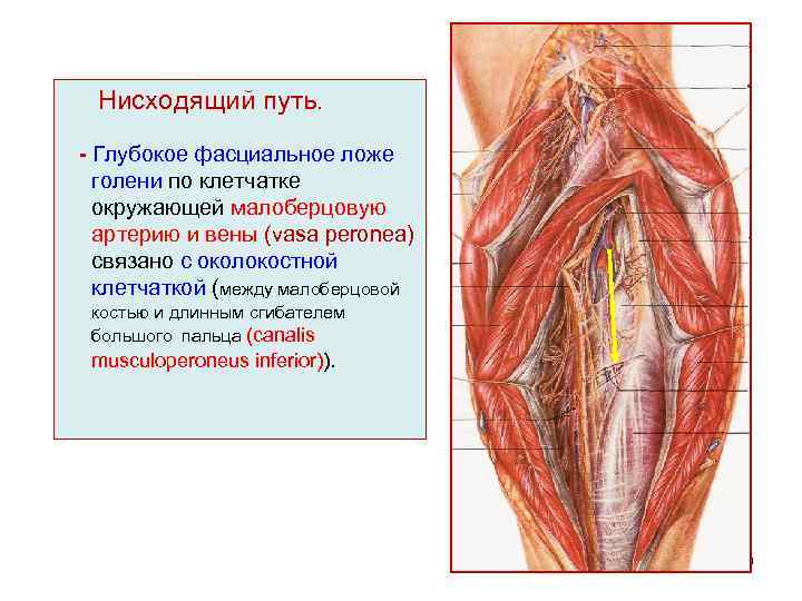 Нисходящий путь. - Глубокое фасциальное ложе голени по клетчатке окружающей малоберцовую артерию и вены