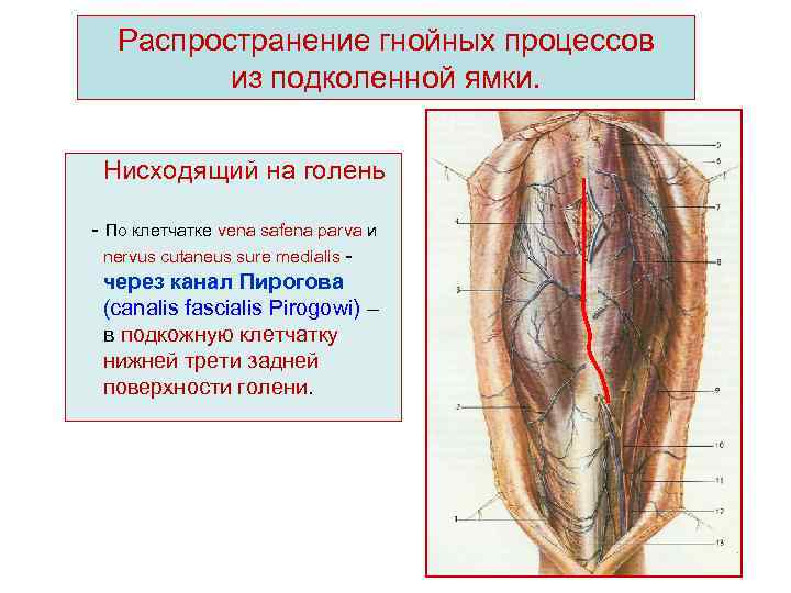 Ямка на шее как называется спереди между ключицами фото