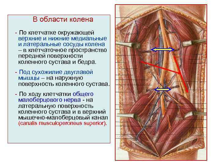 В области колена - По клетчатке окружающей верхние и нижние медиальные и латеральные сосуды