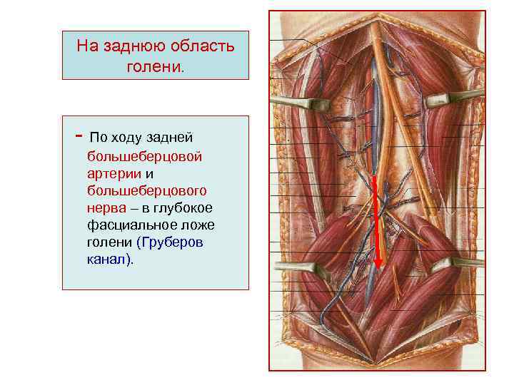 Топографо анатомический