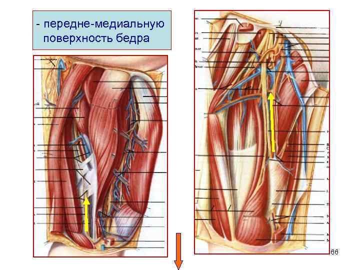 - передне-медиальную поверхность бедра 66 