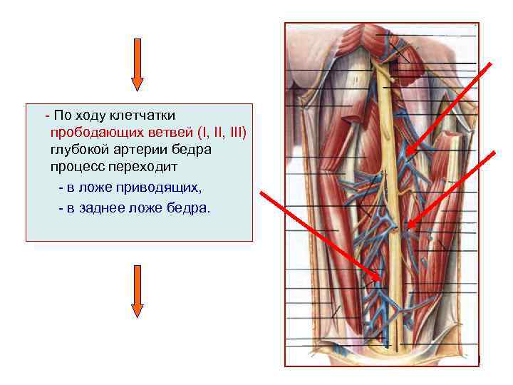 - По ходу клетчатки прободающих ветвей (I, III) глубокой артерии бедра процесс переходит -