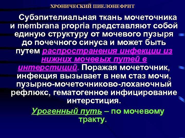 ХРОНИЧЕСКИЙ ПИЕЛОНЕФРИТ Субэпителиальная ткань мочеточника и membrana propria представляют собой единую структуру от мочевого