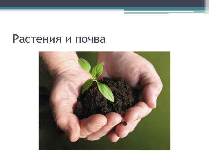 Растения и почва 