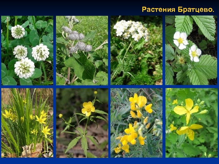 Растения Братцево. 