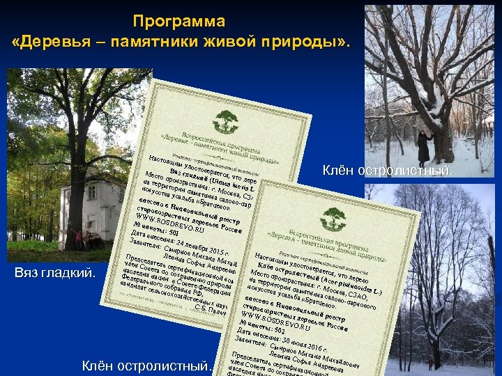 Программа «Деревья – памятники живой природы» . Насто я Вяз гладкий. щим у досто