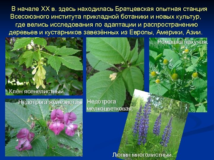 В начале XX в. здесь находилась Братцевская опытная станция Всесоюзного института прикладной ботаники и