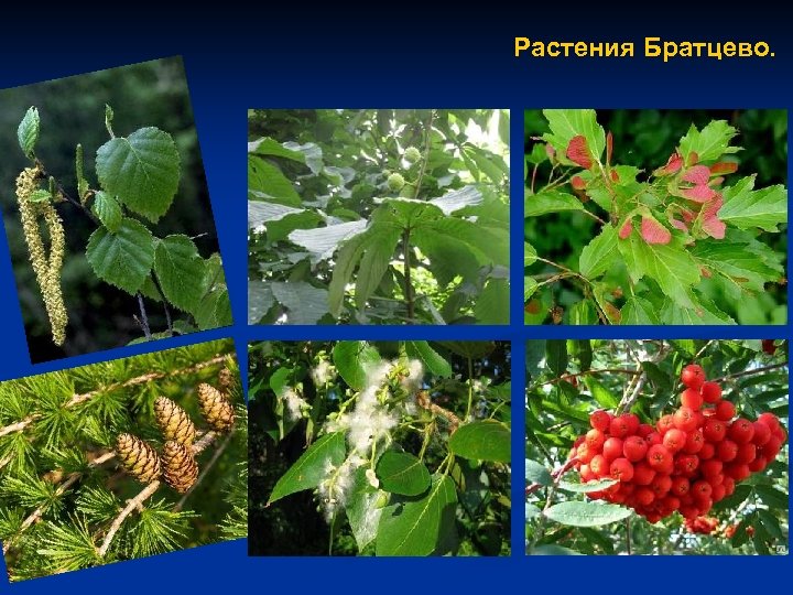 Растения Братцево. 