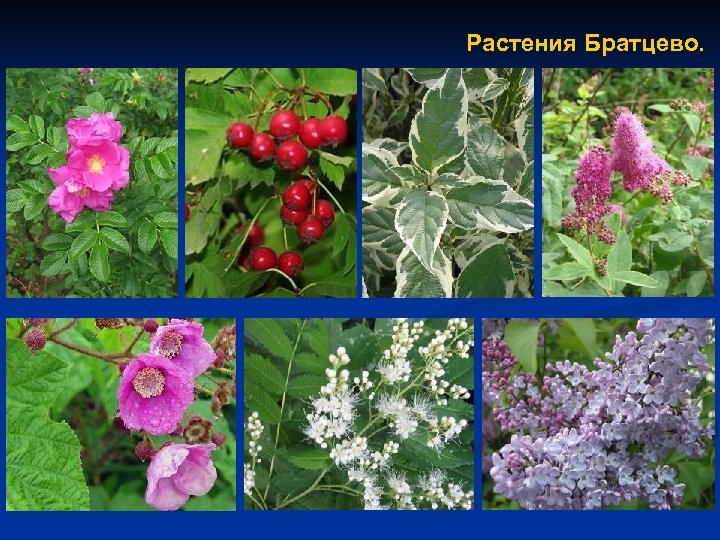 Растения Братцево. 