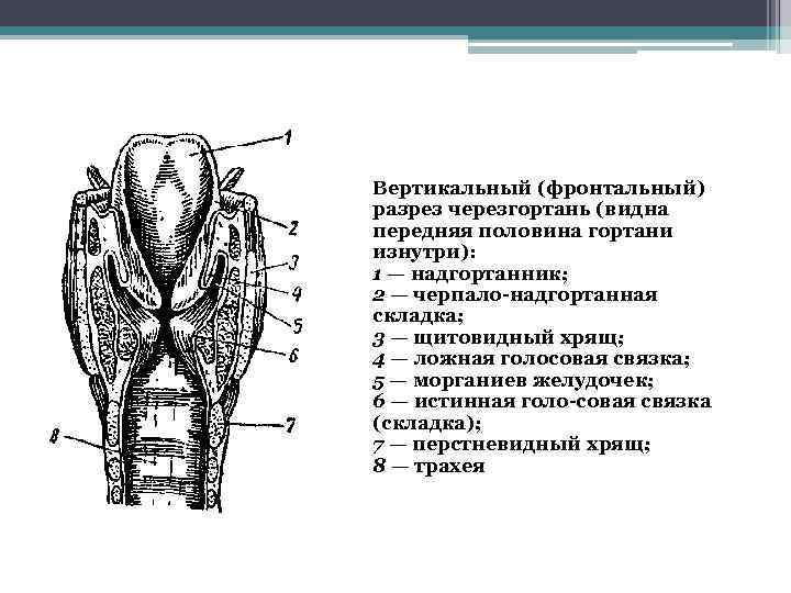 Гортань кт анатомия. Фронтальный разрез гортани. Желудочек гортани анатомия. Грушевидный синус гортани анатомия кт.