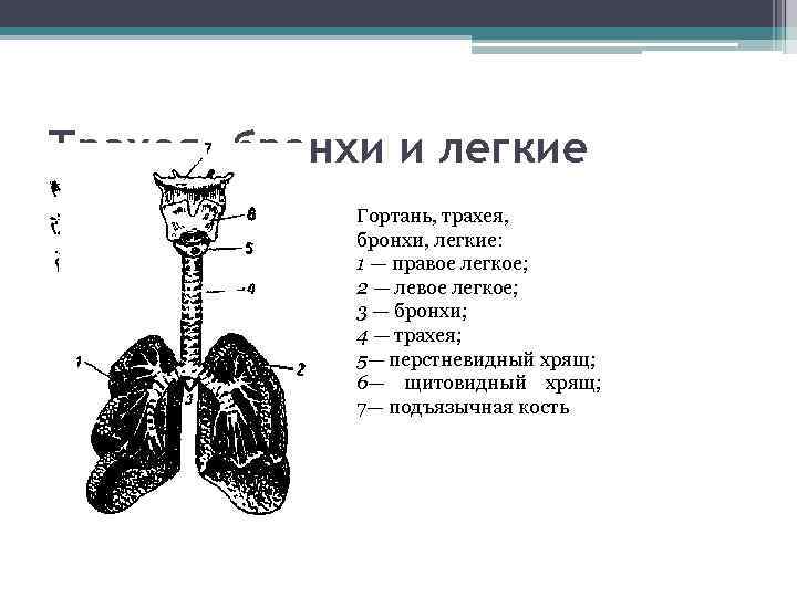 Трахея где находится у человека рисунок с описанием