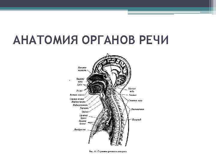 Презентация анатомия и физиология органов речи