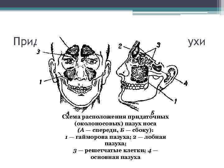 Придаточные пазухи носа. Околоносовые пазухи схема. Околоносовые придаточные пазухи расположение. Околоносовые пазухи анатомия схема. Схема околоносовых пазух.