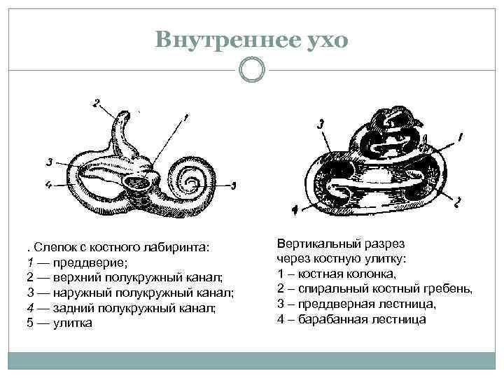 Установите соответствие между характеристиками и отделами органа слуха представленными на схеме