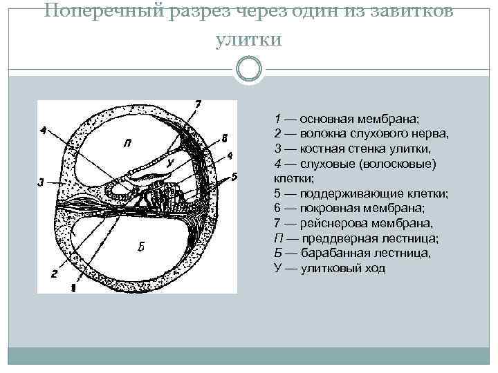 Рассмотрите на рисунке строение улитки и кортиева органа подпишите обозначения и функции структур