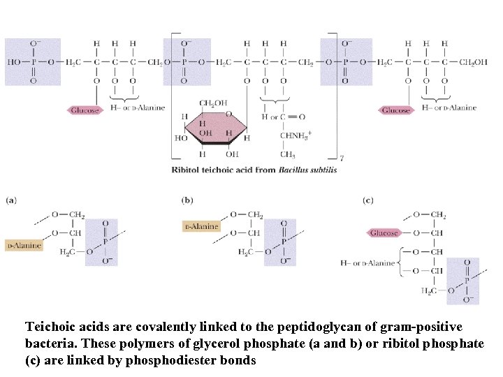 Teichoic acids are covalently linked to the peptidoglycan of gram-positive bacteria. These polymers of