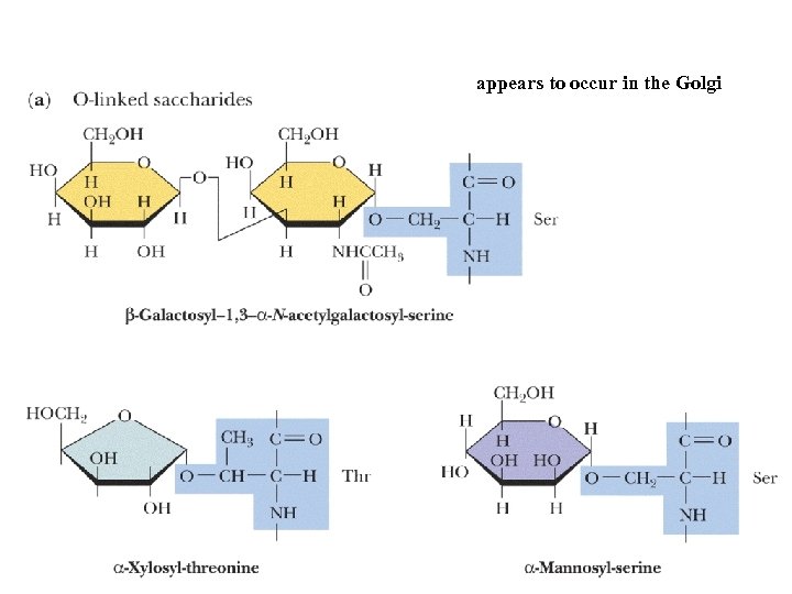 appears to occur in the Golgi 