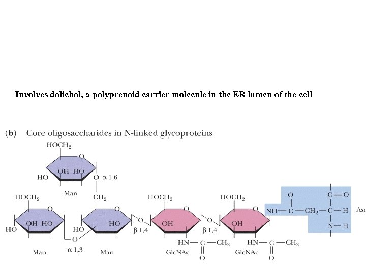 Involves dolichol, a polyprenoid carrier molecule in the ER lumen of the cell 