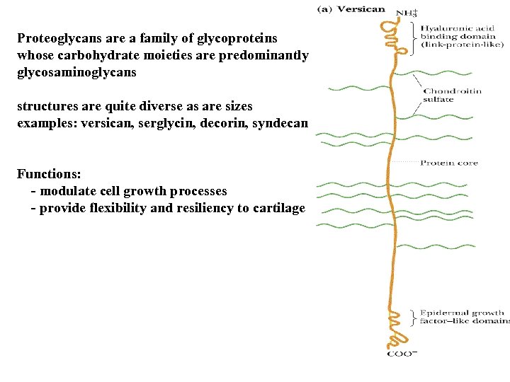 Proteoglycans are a family of glycoproteins whose carbohydrate moieties are predominantly glycosaminoglycans structures are