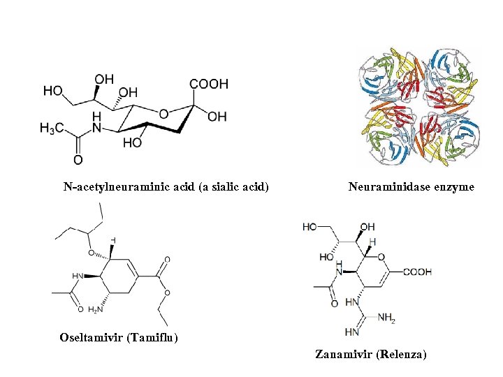 N-acetylneuraminic acid (a sialic acid) Neuraminidase enzyme Oseltamivir (Tamiflu) Zanamivir (Relenza) 