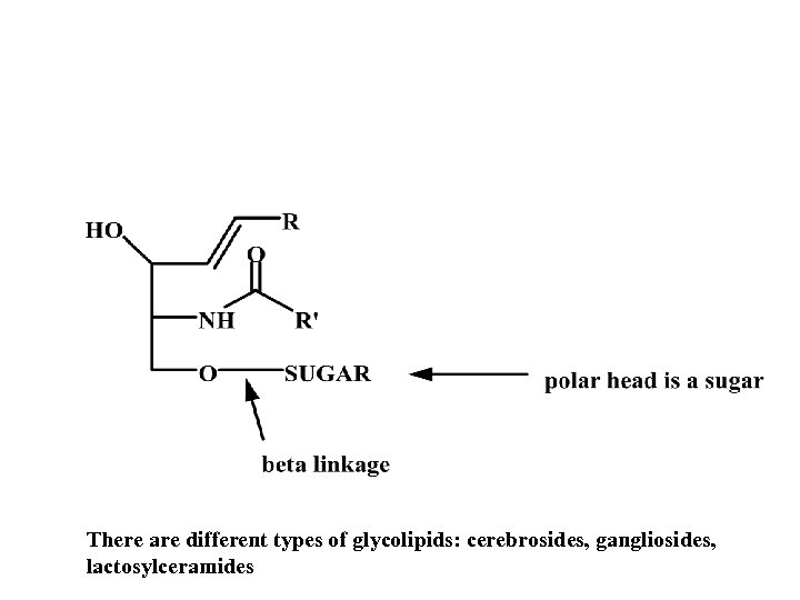 There are different types of glycolipids: cerebrosides, gangliosides, lactosylceramides 