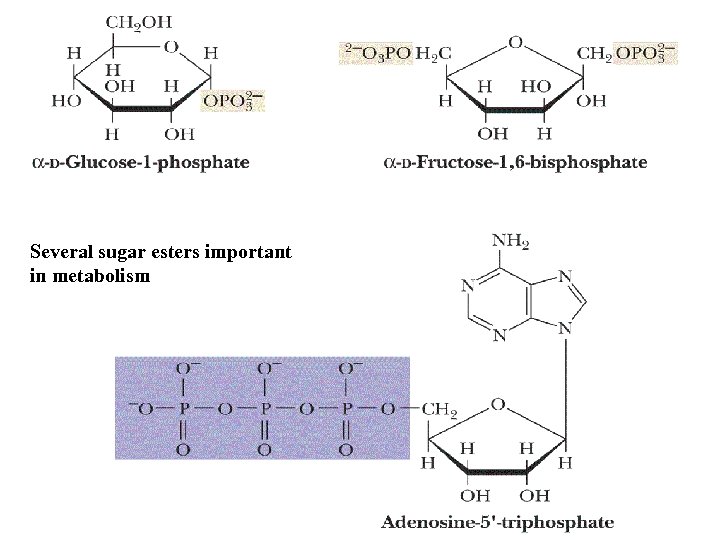 Several sugar esters important in metabolism 