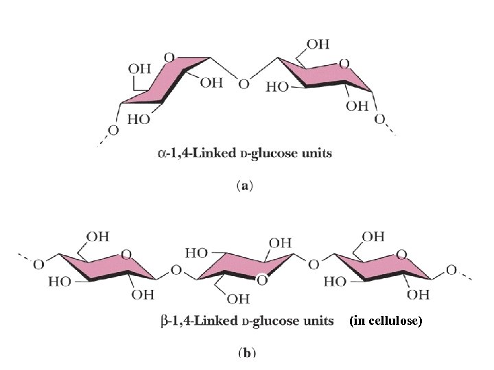 (in cellulose) 