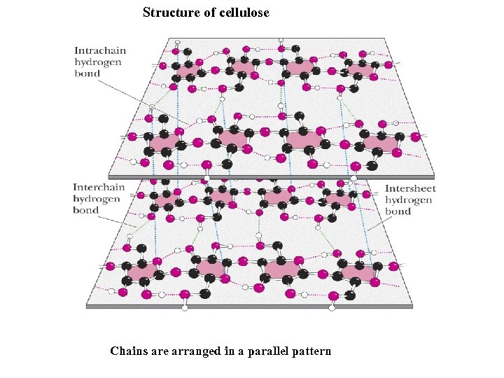 Structure of cellulose Chains are arranged in a parallel pattern 