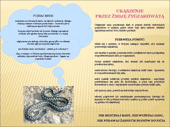 POZNAJ MNIE: mieszkam na obrzeżach lasów, na łąkach i polanach, dlatego obejrzyj miejsce w