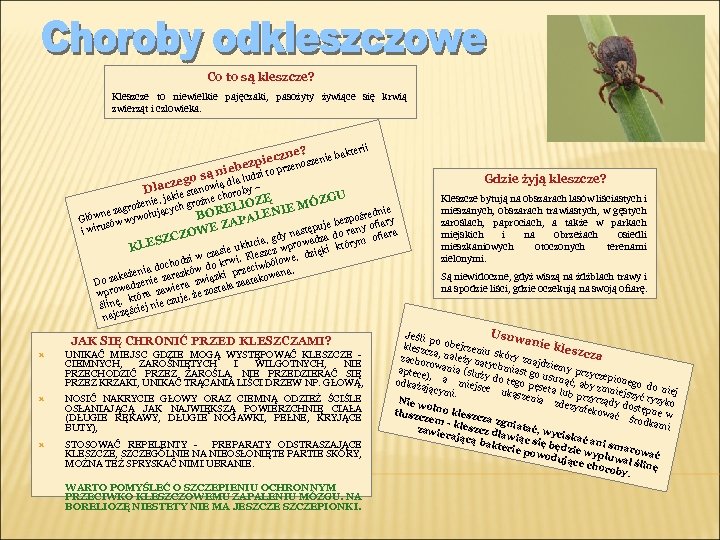 Co to są kleszcze? Kleszcze to niewielkie pajęczaki, pasożyty żywiące się krwią zwierząt i