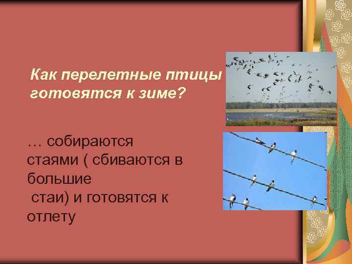 Как перелетные птицы готовятся к зиме? … собираются стаями ( сбиваются в большие стаи)