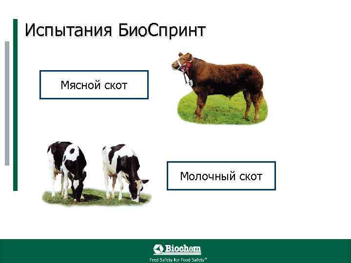 Испытания Био. Спринт Мясной скот Молочный скот 