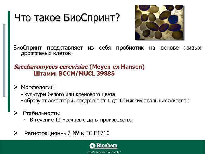 Что такое Био. Спринт? Био. Спринт представляет из себя пробиотик на основе живых дрожжевых