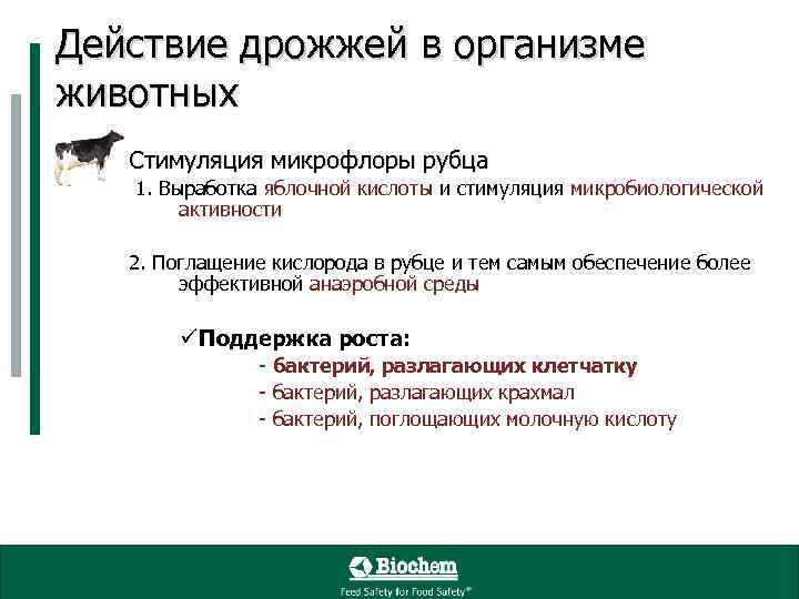 Действие дрожжей в организме животных • Стимуляция микрофлоры рубца 1. Выработка яблочной кислоты и