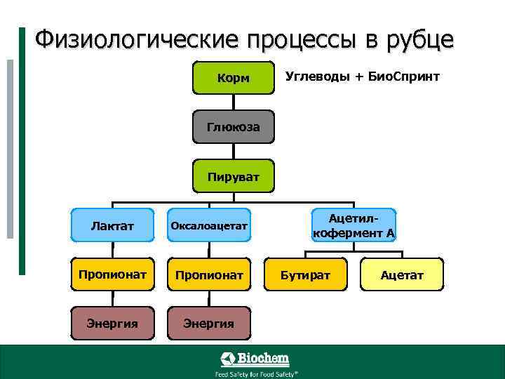 Физиологические процессы в рубце Корм Углеводы + Био. Спринт Глюкоза Пируват Лактат Оксалоацетат Пропионат