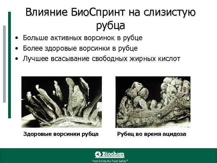 Влияние Био. Спринт на слизистую рубца • Больше активных ворсинок в рубце • Более