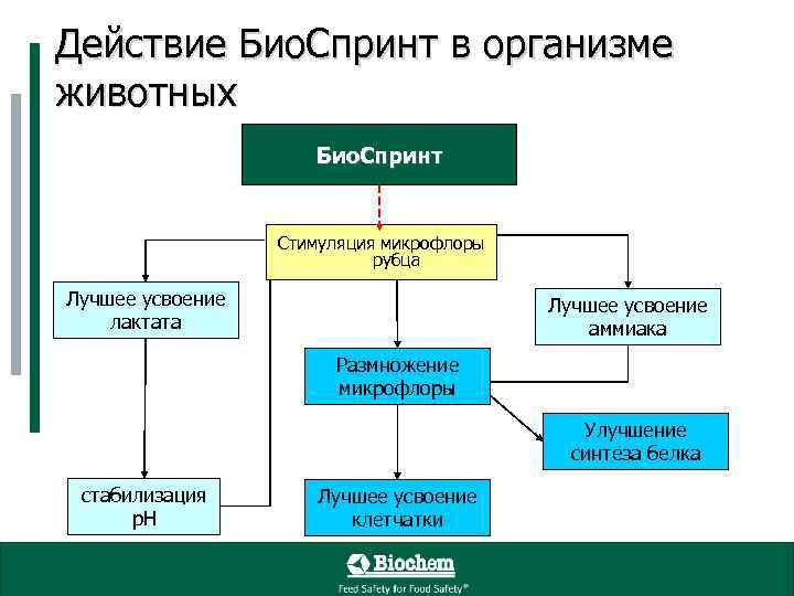Действие Био. Спринт в организме животных Био. Спринт Стимуляция микрофлоры рубца Лучшее усвоение лактата