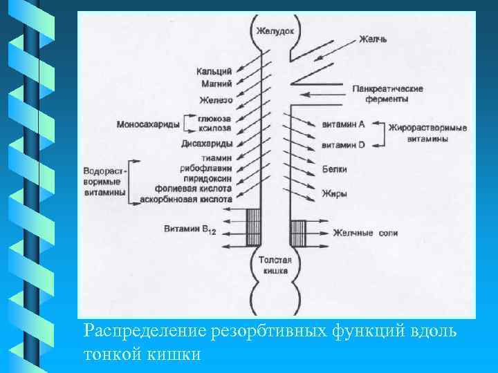 Распределение резорбтивных функций вдоль тонкой кишки 