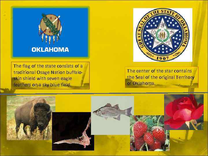 The flag of the state consists of a traditional Osage Nation buffaloskin shield with