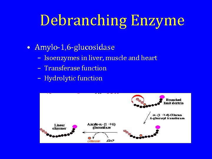 Debranching Enzyme • Amylo-1, 6 -glucosidase – Isoenzymes in liver, muscle and heart –