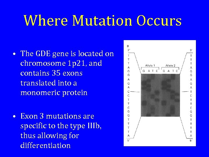 Where Mutation Occurs • The GDE gene is located on chromosome 1 p 21,