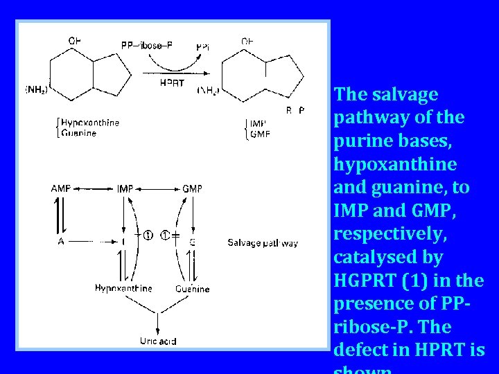 The salvage pathway of the purine bases, hypoxanthine and guanine, to IMP and GMP,