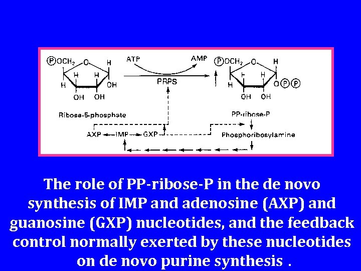 The role of PP-ribose-P in the de novo synthesis of IMP and adenosine (AXP)