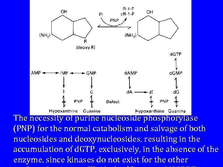 The necessity of purine nucleoside phosphorylase (PNP) for the normal catabolism and salvage of