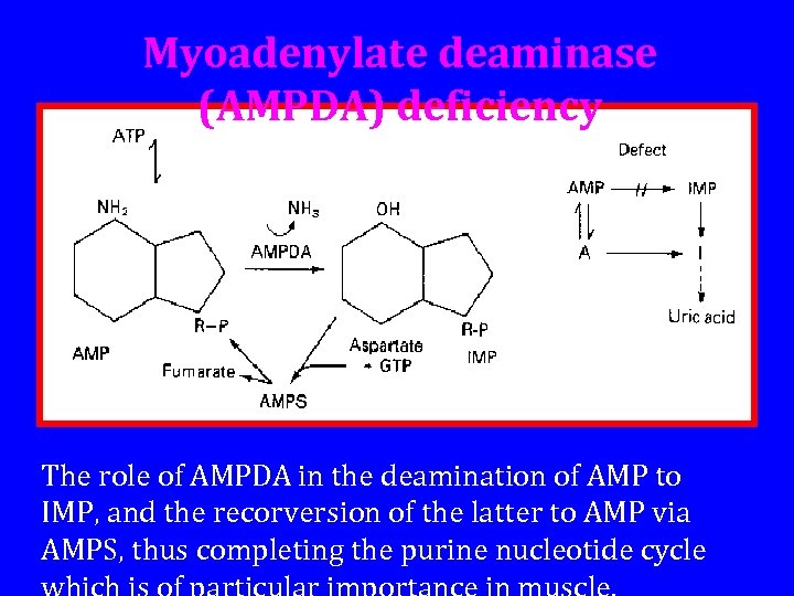 Myoadenylate deaminase (AMPDA) deficiency The role of AMPDA in the deamination of AMP to